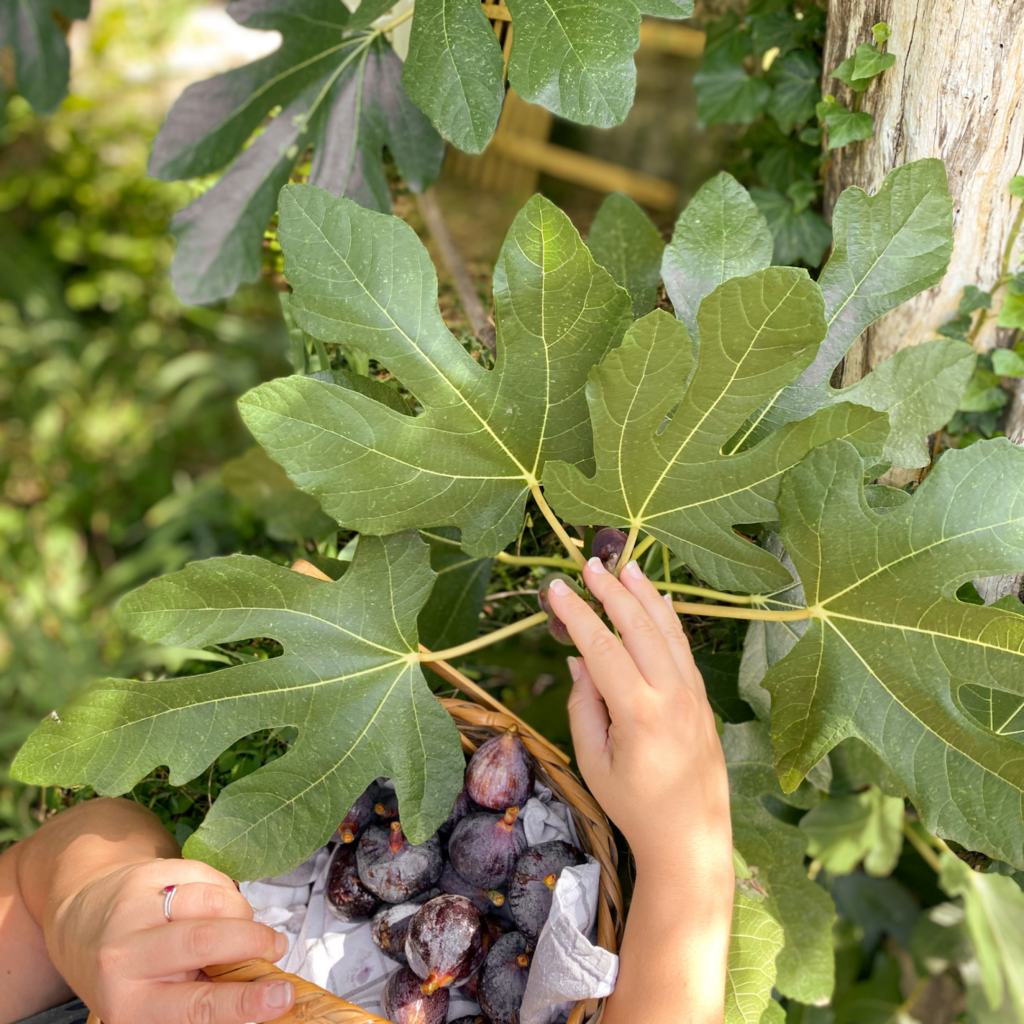 le circuit court pour nos figues 